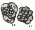 Chromista - Foraminifera (foraminifers)