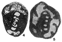 Endothyra fomichaensis Lebedeva, 1954