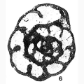 Chromista - Foraminifera (foraminifers)