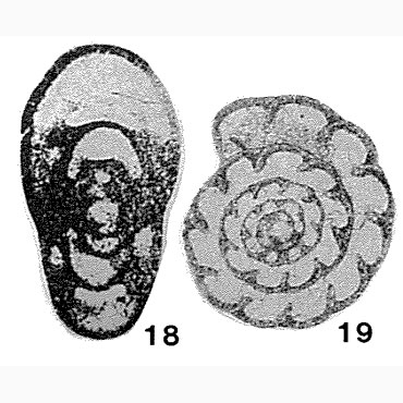 Endothyra scitula Toomey, 1961 Endothyra scitula Toomey, 1961