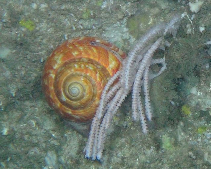 Bayerotrochus africanus in situ