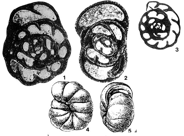 Globoendothyra pseudoglobulus Bogush & Yuferev, 1962