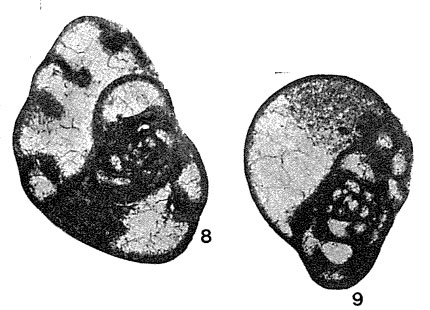 Endothyra mirifica Rauzer-Chernousova, 1948 Endothyra mirifica Rauzer-Chernousova, 1948