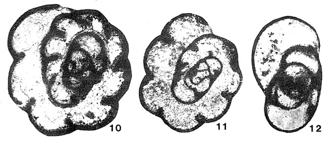 Endothyra parakosvensis Lipina, 1955 Endothyra parakosvensis Lipina, 1955
