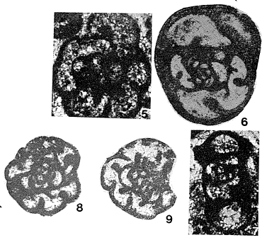 Endothyra tuberculata Lipina, 1948 Endothyra tuberculata Lipina, 1948