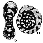 Quasiendothyra kobeitusana (Rauzer-Chernousova, 1948)