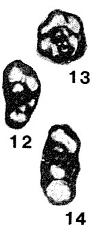 Plectogyra obscura Brazhnikova & Vdovenko, 1971