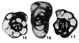 Paraplectogyra masanae Okimura, 1958