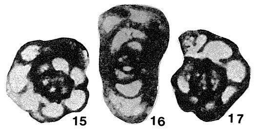 Paraplectogyra masanae Okimura, 1958 Paraplectogyra masanae Okimura, 1958