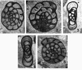 Chromista - Foraminifera (foraminifers)