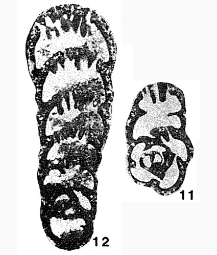 Haplophragmella irregularis Rauzer-Chernousova, 1938