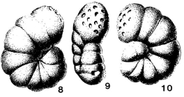 Endothyra panderi Möller, 1879