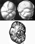 Cribrospira panderi Möller, 1878