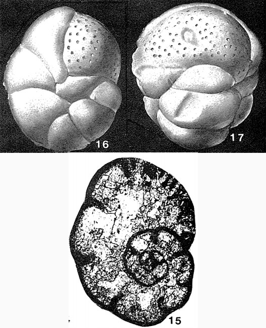 Cribrospira panderi Möller, 1878