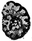 Cribranopsis fossa Conil & Longerstaey, 1980