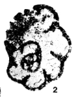 Cribrospira pansa Conil & Lys, 1965