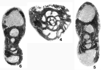 Endothyra eostaffelloides Reitlinger, 1950