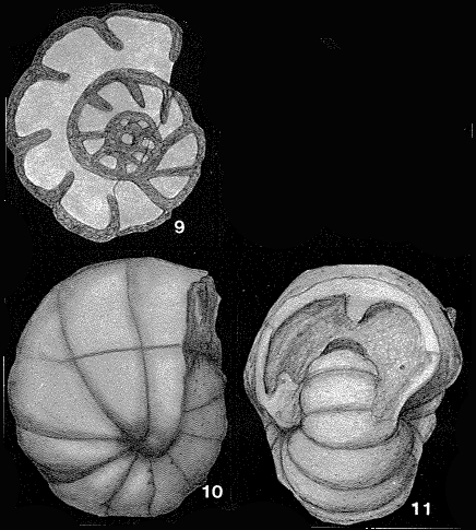 Endothyranopsis crassa (Brady, 1870)