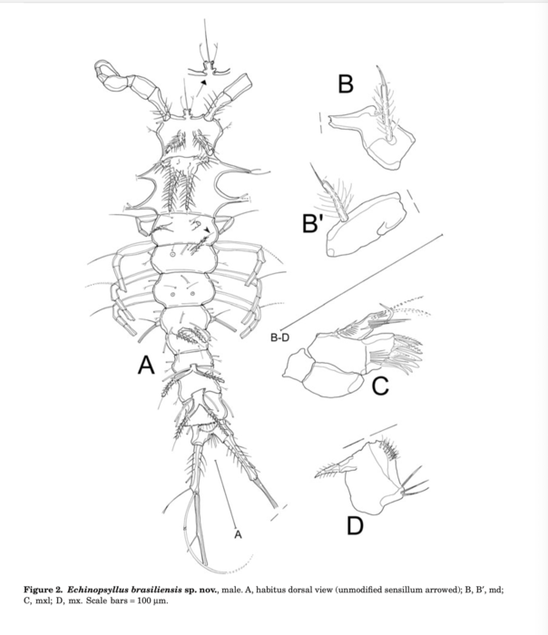 Echinopsyllus brasiliensis 