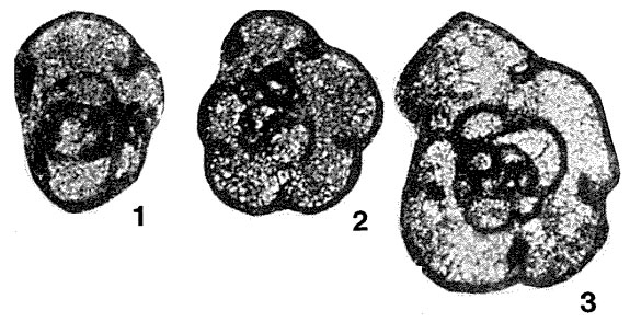 Endothyra convexa Rauzer-Chernousova, 1948 Endothyra convexa Rauzer-Chernousova, 1948