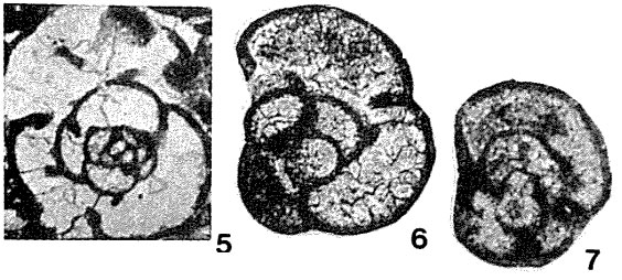 Endothyra pauciseptata Rauzer-Chernousova, 1948 Endothyra pauciseptata Rauzer-Chernousova, 1948