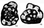 Chromista - Foraminifera (foraminifers)