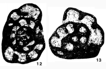 Endothyra latispiralis var. grandis Lipina, 1955