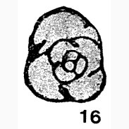Pseudobradyina pulchra Reitlinger, 1950 Pseudobradyina pulchra Reitlinger, 1950