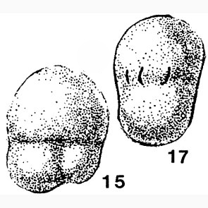 Pseudobradyina pulchra Reitlinger, 1950 Pseudobradyina pulchra Reitlinger, 1950