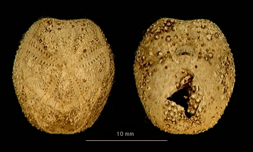 Abatus bidens Abatus bidens