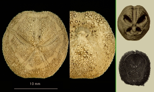 Abatus cavernosus Abatus cavernosus