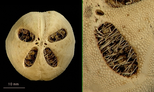 Abatus cordatus Abatus cordatus