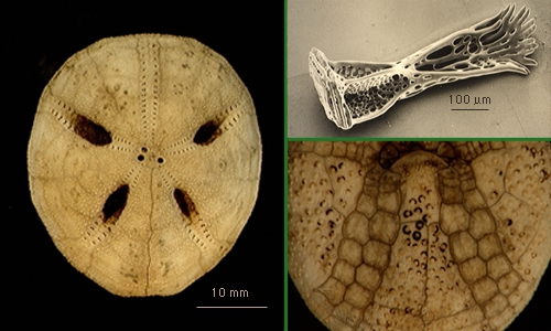 Abatus nimrodi Abatus nimrodi