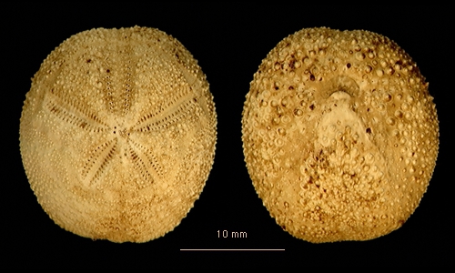 Abatus philippii Abatus philippii