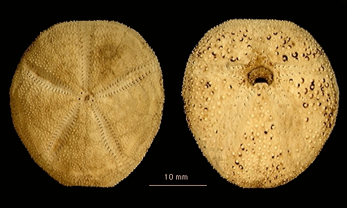 Abatus shackletoni Abatus shackletoni