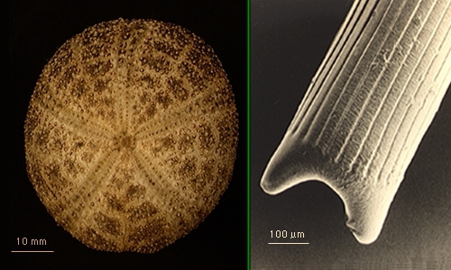 Amphipneustes bifidus Amphipneustes bifidus
