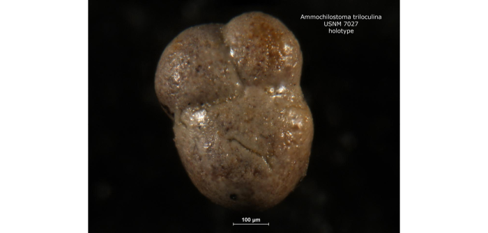 Ammochilostoma triloculina Cushman & Waters, 1927 Ammochilostoma triloculina Cushman & Waters, 1927