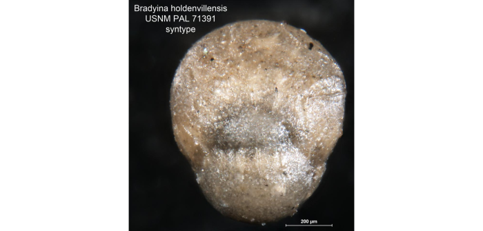 Bradyina holdenvillensis Harlton, 1927