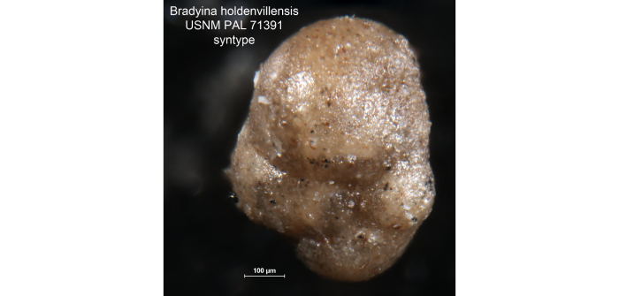 Bradyina holdenvillensis Harlton, 1927 Bradyina holdenvillensis Harlton, 1927