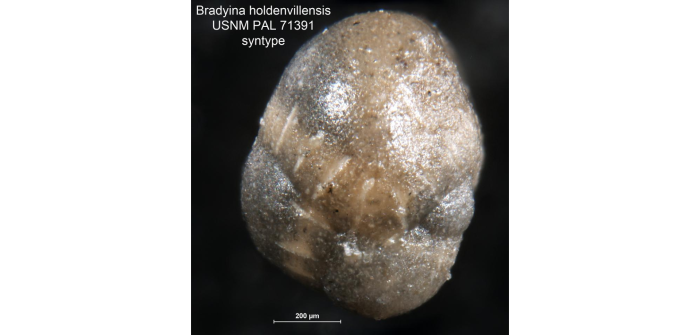 Bradyina holdenvillensis Harlton, 1927