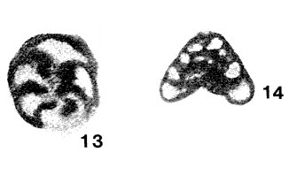 Tetrataxis brazhnikovae Bogush & Yuferev, 1966