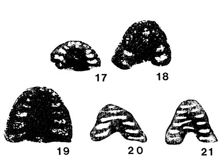 Monotaxis exilis Vissarionova, 1948 Monotaxis exilis Vissarionova, 1948