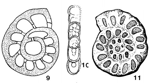 Rhenothyra refrathiensis Beckmann, 1950