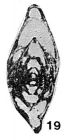Orobias kueichihensis Chen, 1934
