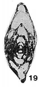Orobias kueichihensis Chen, 1934 Orobias kueichihensis Chen, 1934