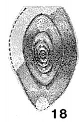 Eostaffelloides orientalis Miklukho-Maklay, 1959 Eostaffelloides orientalis Miklukho-Maklay, 1959