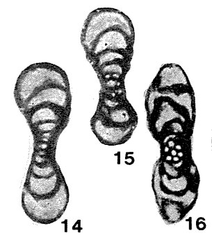 Eostaffella (Seminovella) elegantula Rauzer-Chernousova, 1951 Eostaffella (Seminovella) elegantula Rauzer-Chernousova, 1951