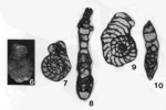 Chromista - Foraminifera (foraminifers)