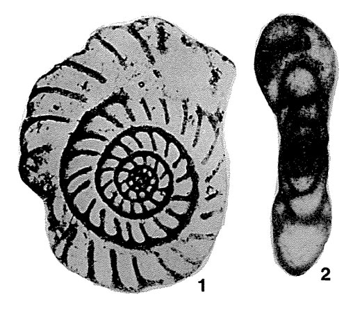 Millerella marblensis Thompson, 1942