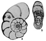 Pseudokahlerina discoidalis Sosnina, 1968